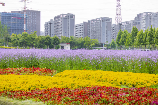 金鱼草背景