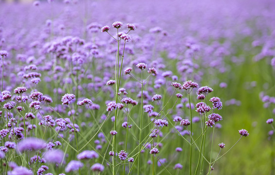 薰衣草背景