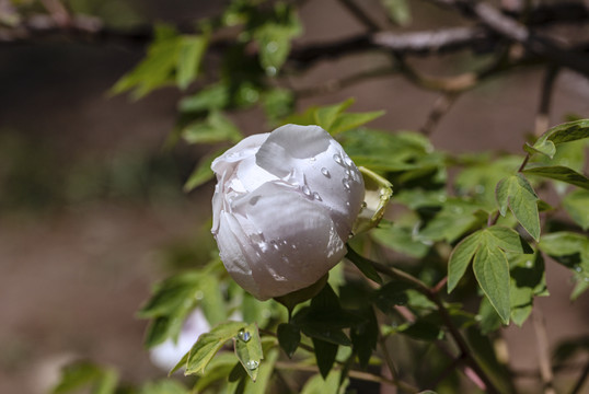 牡丹花牡丹