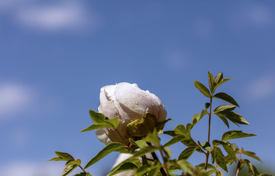 牡丹花牡丹