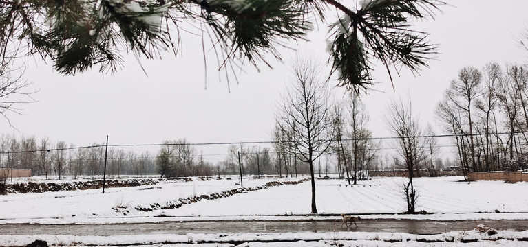 雪后树林