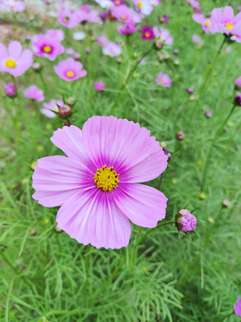 格桑花花海