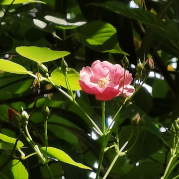 玫瑰花开