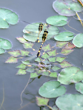 蜻蜓编队飞行