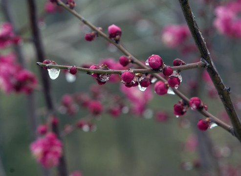 梅花