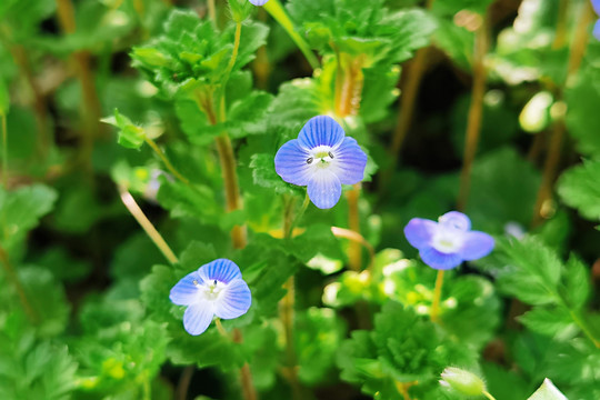 小蓝花