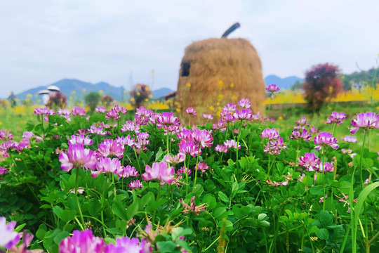 菜籽花