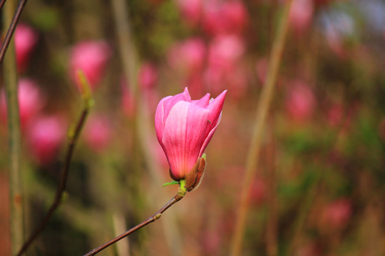 玉兰花