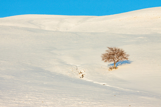 雪原丘陵一棵树