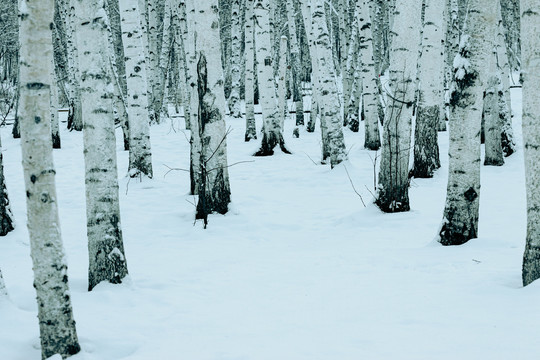 雪地雪原冬季白桦树林