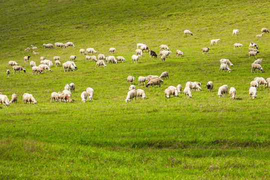 夏季草原绵羊羊群吃草