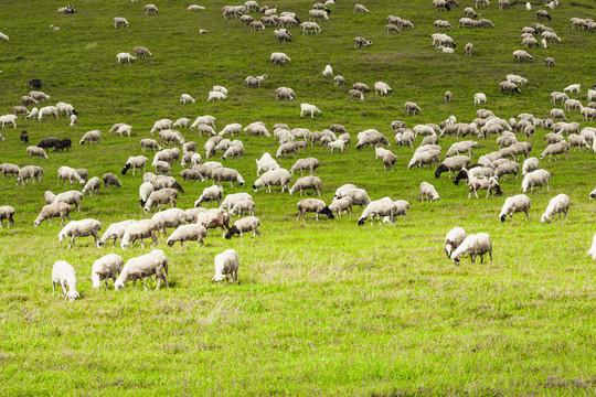 草原放牧羊群吃草