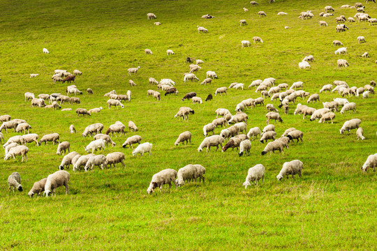 羊群绵羊吃草草原