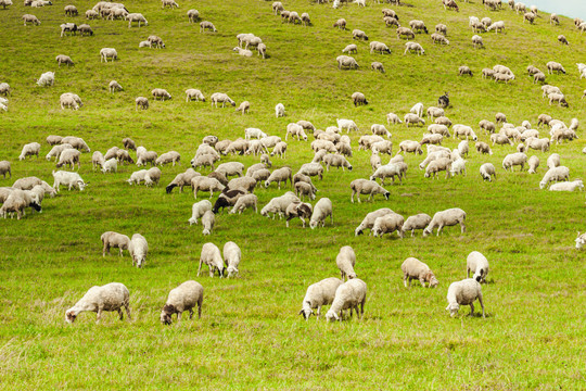 草原丘陵牧场羊群