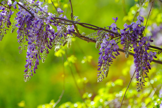 紫藤花朵