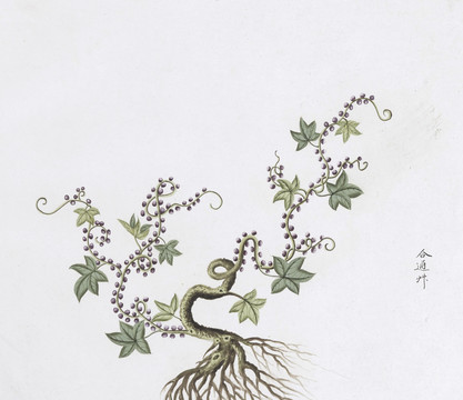 合通草中草藥國畫素材插畫