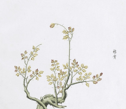 橡樹(shù)中草藥國(guó)畫(huà)素材插畫(huà)