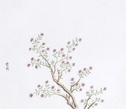 紫荊中草藥國畫素材插畫