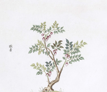 酸棗中草藥國畫素材插畫
