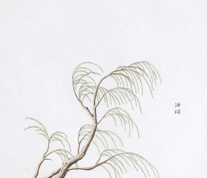 油桐中草药国画素材插画