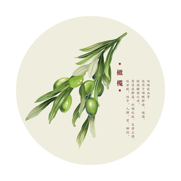 橄欖