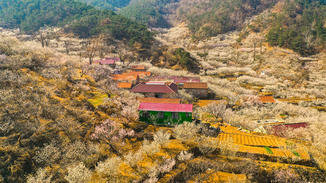 春天山村樱桃