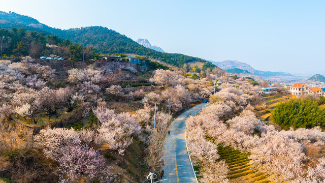 崂山樱桃