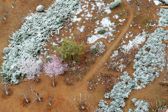 春雪