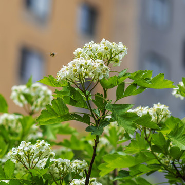 一树枝盛开的山楂花与蜜蜂