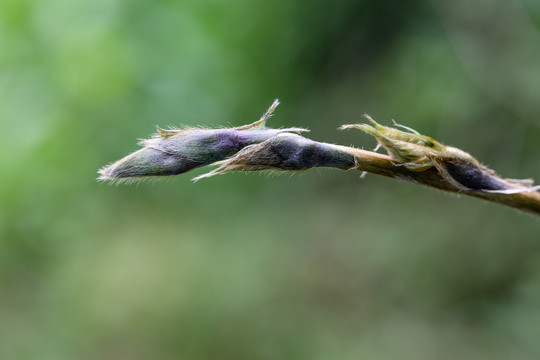 绿芽