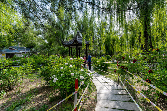 中国长春牡丹园春季风景