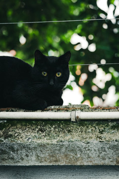 户外的流浪猫