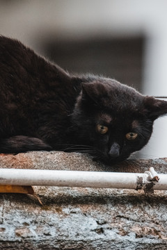 户外的流浪猫