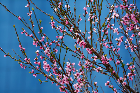 桃花