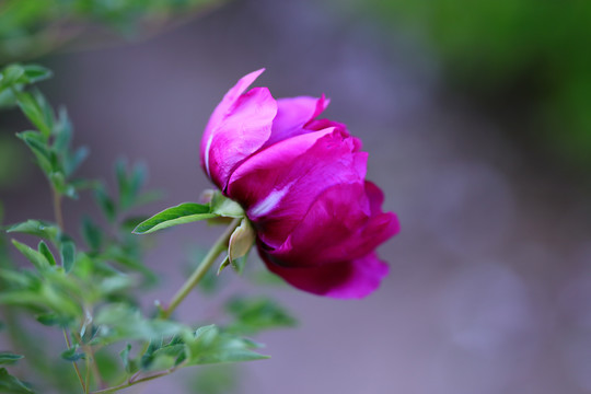 牡丹花牡丹花头