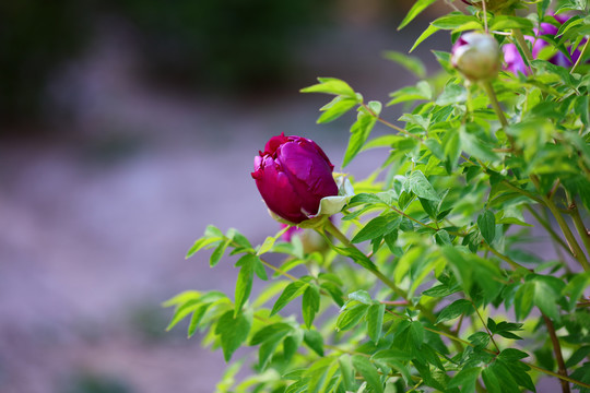 牡丹花牡丹花头