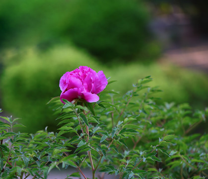 牡丹牡丹花