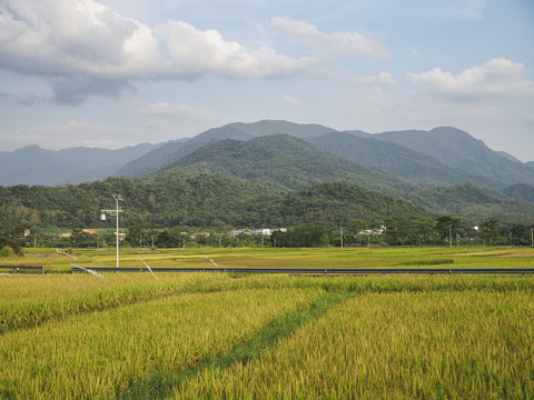 金色稻田