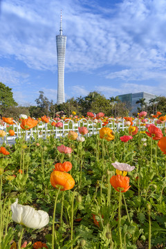 广州城市风光