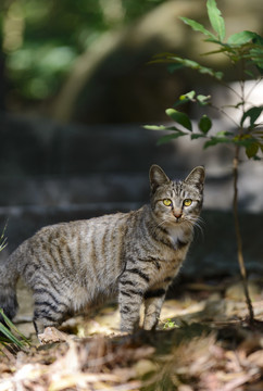 林间的猫咪