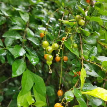 雨后绿叶野果