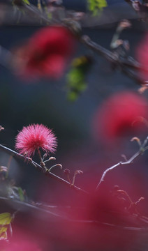 红绒球花