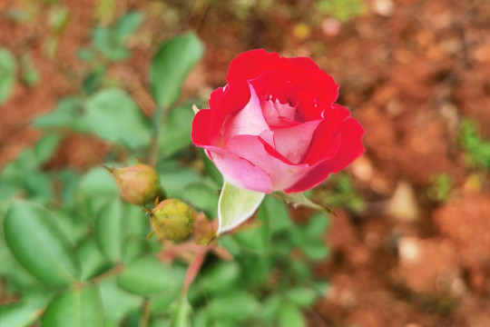 红色蔷薇