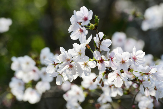 樱花烂漫