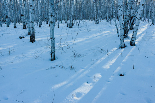 冬季雪地白桦林阳光