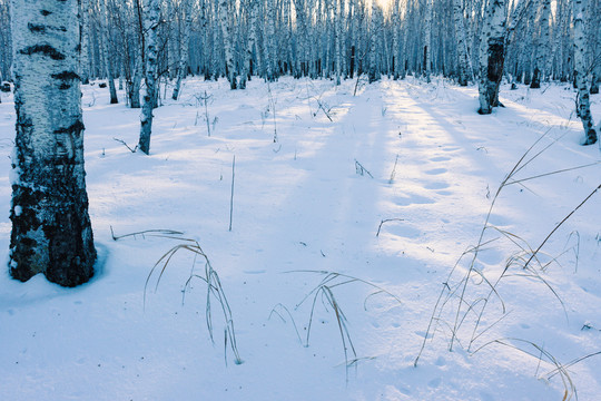 冬季雪地光影森林