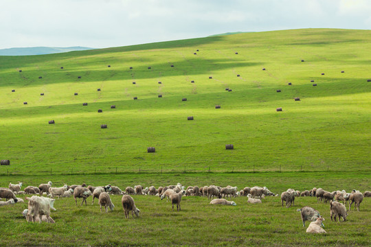 草原羊群牧场光影