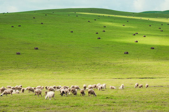 草原风光羊群吃草