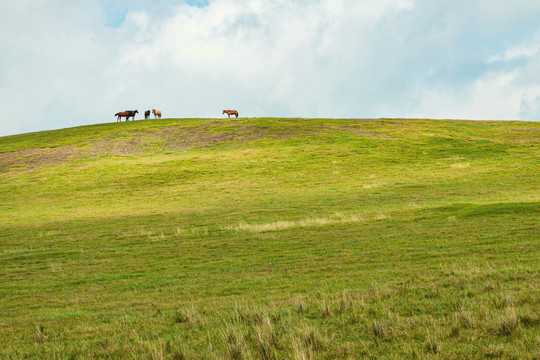 草原丘陵马群站在山顶