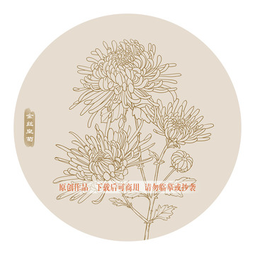 線描金絲皇菊